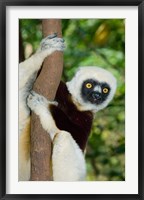 Framed Coquerels Sifaka primate, Ankarafantsika, Madagascar