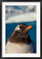 Framed Gentoo penguin chick, Western Antarctic Peninsula