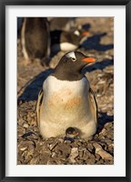 Framed Gentoo penguin, South Shetland Islands, Antarctica