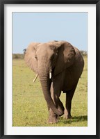 Framed African Elephant, Maasai Mara, Kenya