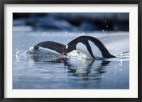 Framed Antarctica, Anvers Island, Gentoo Penguins diving into water.