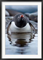 Framed Antarctica, Cuverville Island, Gentoo Penguin in a shallow lagoon.