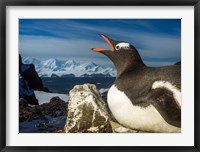 Framed Antarctica, Livingstone Island, Flash portrait of Gentoo Penguin.