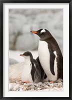 Framed Antarctica, Petermann Island, Gentoo Penguins