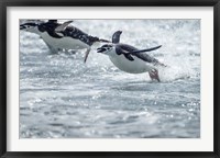 Framed Antarctica, South Shetland Islands, Chinstrap Penguins swimming.