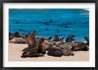 Framed Cape fur seasl, Skeleton Coast NP, Namibia.