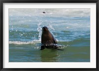 Framed Cape fur seal, Arctocephalus pusilus, Skeleton Coast NP, Namibia.