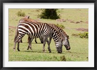 Framed Zebra grazing, Maasai Mara, Kenya