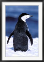Framed Chinstrap Penguin, Weddell Sea, Antarctic Peninsula, Antarctica