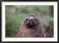 Framed Antarctic Fur Seal, Cooper Baby, South Georgia, Antarctica