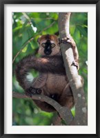 Framed Brown Red-fronted Lemur, Primate, Madagascar