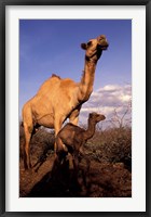 Framed Dromedary Camel, Mother and Baby, Nanyuki, Kenya