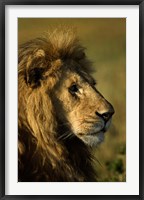 Framed Adult male lion, Maasai Mara, Kenya