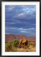 Framed African Elephant, Samburu Game Reserve, Kenya