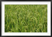 Framed Agriculture, Rice field, near Guilin, China