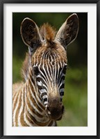 Framed Baby Burchell's Zebra, Lake Nakuru National Park, Kenya