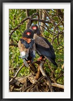 Framed Bateleur Eagles, Samburu National Reserve, Kenya