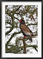 Framed Bateleur, Serengeti National Park, Tanzania