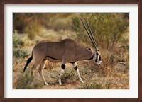 Framed Beisa Oryx wildlife, Samburu National Reserve, Kenya