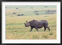 Framed Black Rhino, Maasai Mara, Kenya