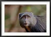 Framed Blue Monkey, Lake Manyara National Park, Tanzania