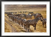 Framed Burchell's Zebra waiting in line for dust bath, Ngorongoro Crater, Tanzania