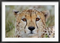 Framed Head of a Cheetah, Masai Mara Game Reserve, Kenya