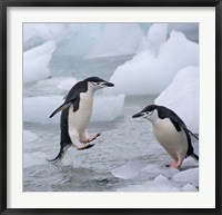 Framed Chinstrap Penguins on ice, Antarctica