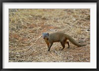 Framed Dwarf Mongoose, Samburu Game Reserve, Kenya