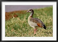 Framed Egyptian Goose, Samburu Game Reserve, Kenya