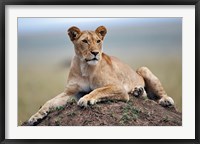 Framed Female lion on termite mound, Maasai Mara, Kenya