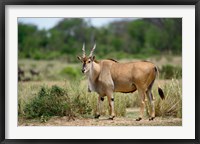 Framed Giant Eland wildlife, Serengeti National Park, Tanzania