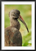 Framed Hadada Ibis bird, Samburu National Reserve, Kenya