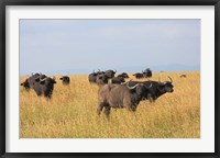 Framed African Buffalo (Syncerus caffer), Mount Kenya National Park, Kenya