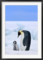 Framed Parent and chick Emperor Penguin, Snow Hill Island, Antarctica