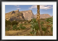 Framed Giant Lobelia, Simen National Park, Northern Ethiopia
