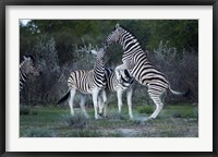 Framed Burchell's zebra fighting, Etosha National Park, Namibia