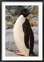 Framed Antarctica, Petermann Island. Adelie penguin