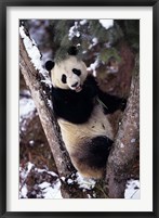 Framed China, Giant Panda Bear, Wolong Nature Reserve