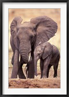 Framed African Elephants, Tarangire National Park, Tanzania