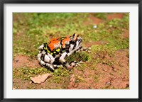 Framed Africa, Madagascar, Isalo. Terrible frog