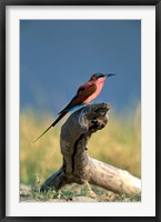 Framed Botswana, Chobe NP, Carmine Bee Eater bird, Chobe River