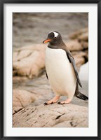 Framed Antarctica. Adult Gentoo penguins on rocky shoreline.