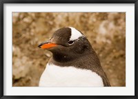 Framed Fledgling Gentoo Penguin, Antarctica