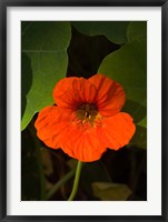 Framed Africa, Malawi, Zomba, Flower at Hotel Sunbird Ku Chawe