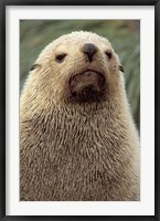 Framed Antarctic Fur Seal, White Morph, South Georgia Island, Antarctica