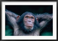 Framed Female Chimpanzee Stretching, Gombe National Park, Tanzania