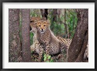 Framed Cheetah Cubs, Phinda Preserve, South Africa