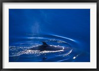 Framed Antarctic Minke Whale, Boothe Island, Lemaire Channel, Antarctica