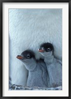 Framed Gentoo Penguin Chicks, Port Lockroy, Wiencke Island, Antarctica